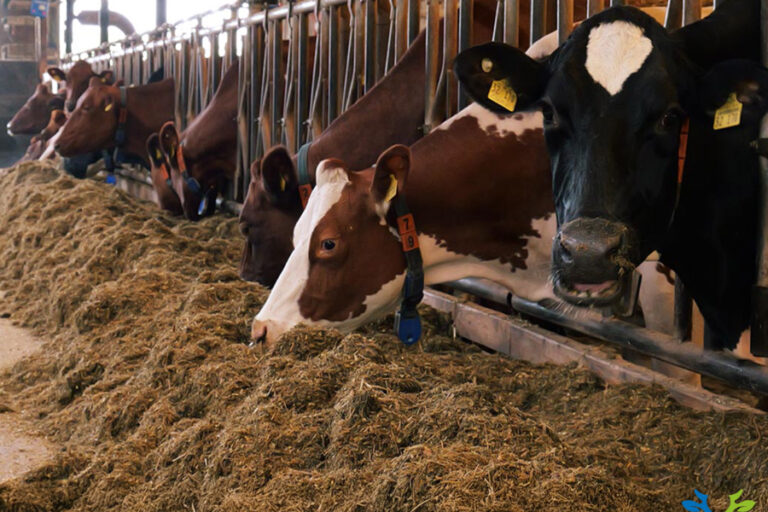 Milchkuehe-Futter-Silage