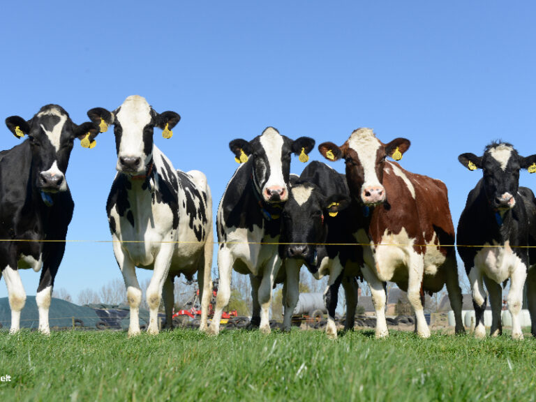 Veeteelt2-maart-2025